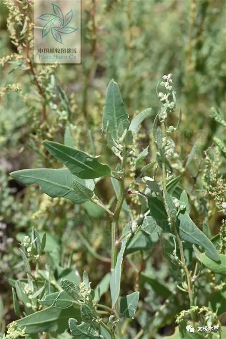 炒米粉治疗腹泻的功效,肉桂配啥中药治拉肚子腹泻