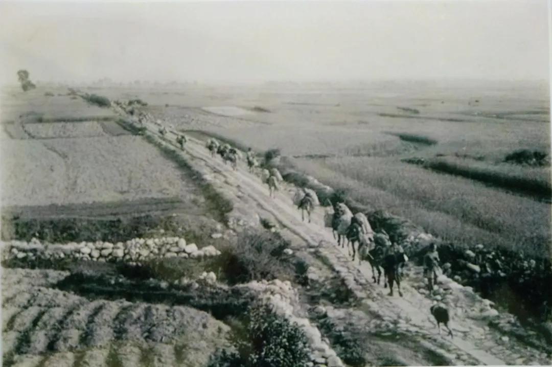 云南腾冲碧玉茶,腾冲茶有哪些