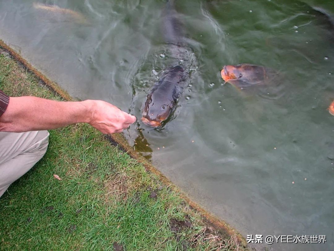 新鱼不开口加什么,神仙鱼不开口吃饲料