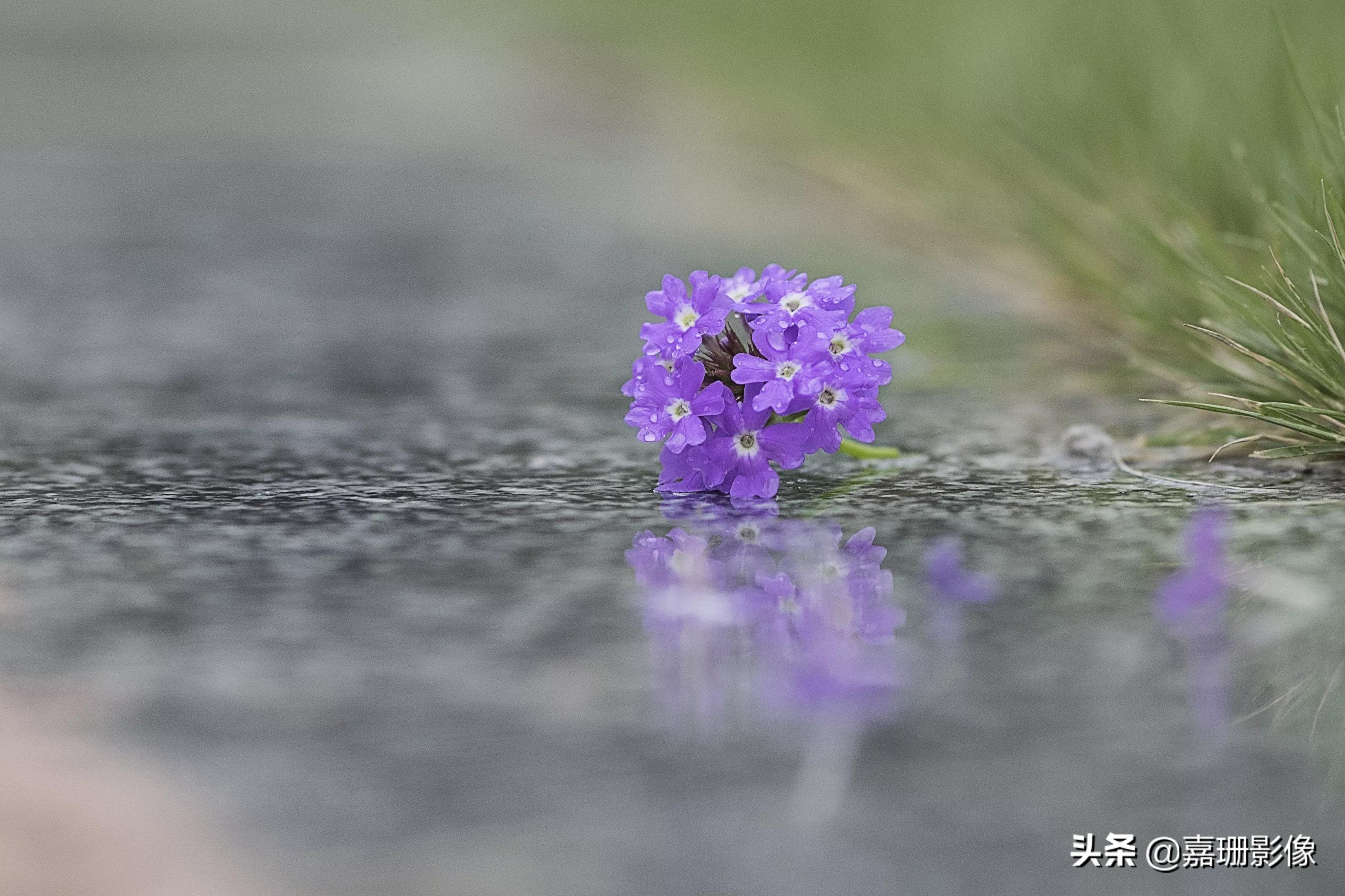 看看花容，听听花语2020年我镜头里的百种花卉
