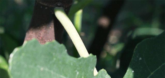 很好看又好吃的无花果,又香又甜的无花果好吃