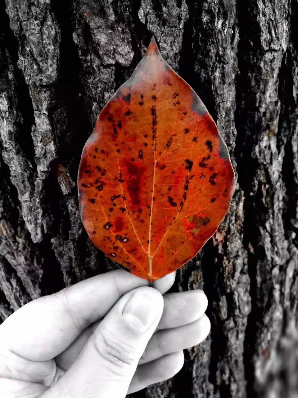 生长激素导致的病有哪些,生长激素治疗什么病