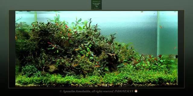 卡佩特k5辣椒榕为什么这么贵,辣椒榕k5为什么贵