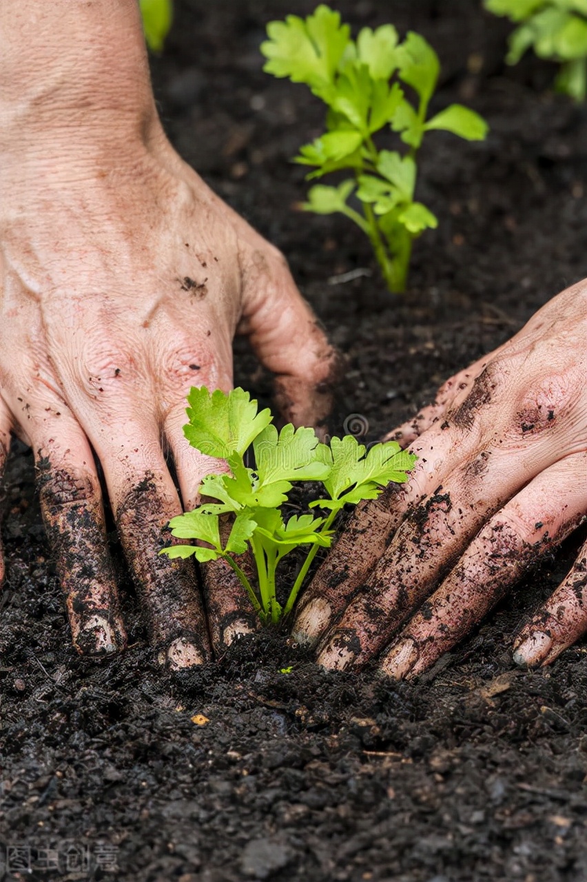 怎样种芹菜又粗又好吃,怎样种芹菜秧
