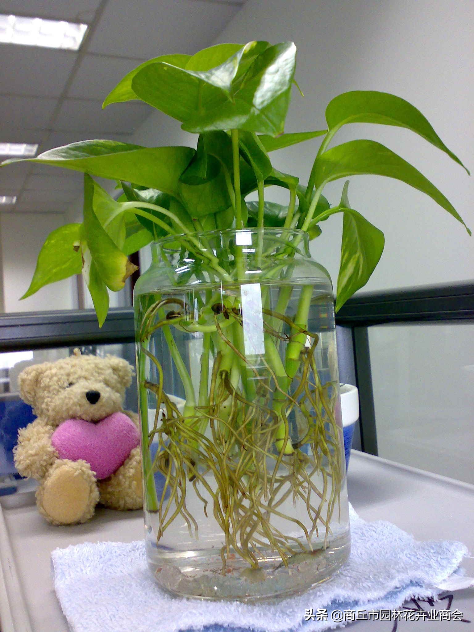 可以做农药的植物,家庭自制植物生长营养剂