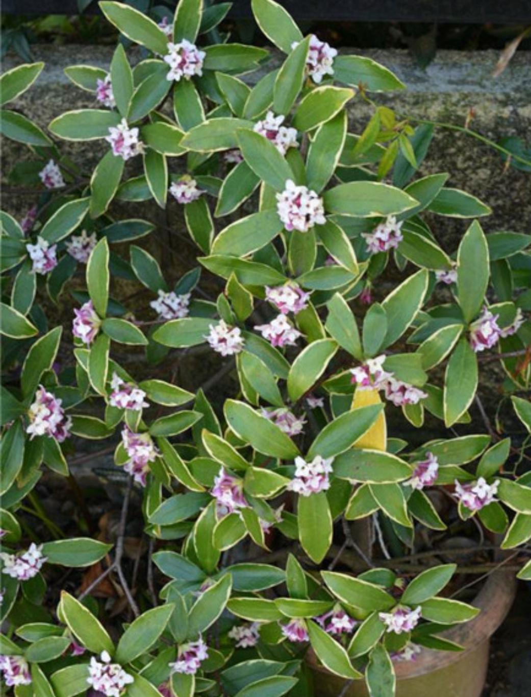 金边瑞香开败了怎么养护,金边瑞香怎样养护和注意事项