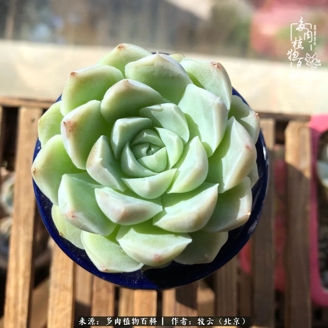 多肉植物生活,多肉生活充满诗意