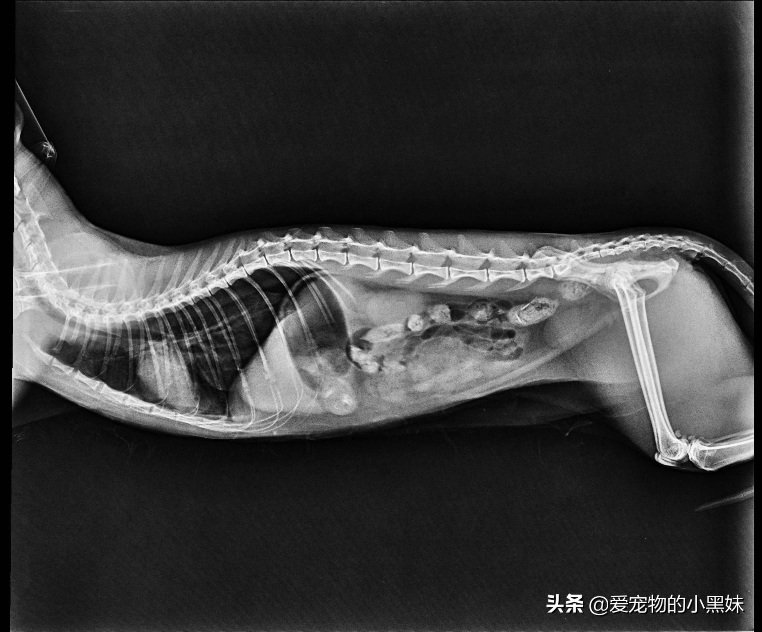 猫咪上颚裂可以自行修复吗,猫咪坠楼上颚开裂用什么药