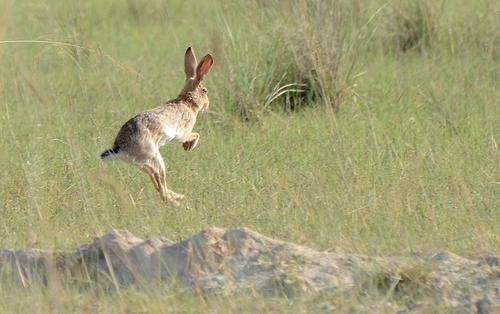 兔子的食性和饮食习性有哪些特点,兔子除吃草外还会吃什么