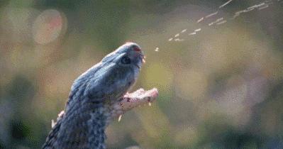 贵州出现大量的蛇进入家里,3米长大蛇出没吓坏村民