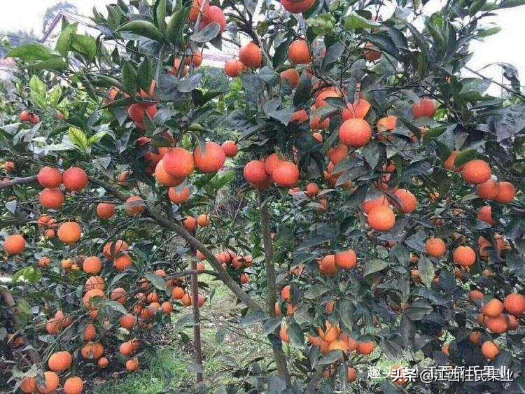 柑橘低谷期怎么赚钱,柑橘销售难对策建议