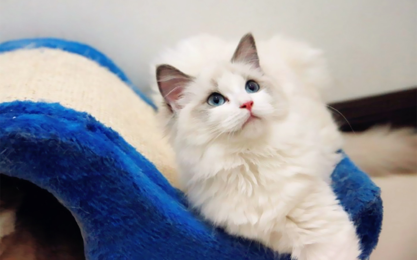 猫咪得了猫癣怎么治最有效,猫咪得了猫癣没有药怎么办