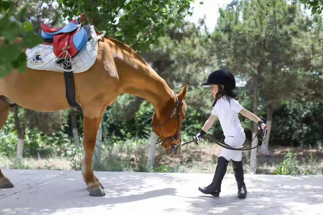 秦皇岛昌黎马术俱乐部,秦皇岛马术训练营