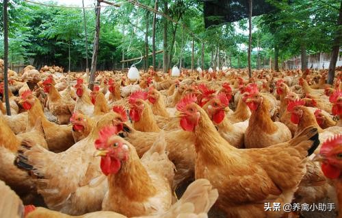 散养土鸡的利润与成本真实,散养土鸡下蛋利润多少