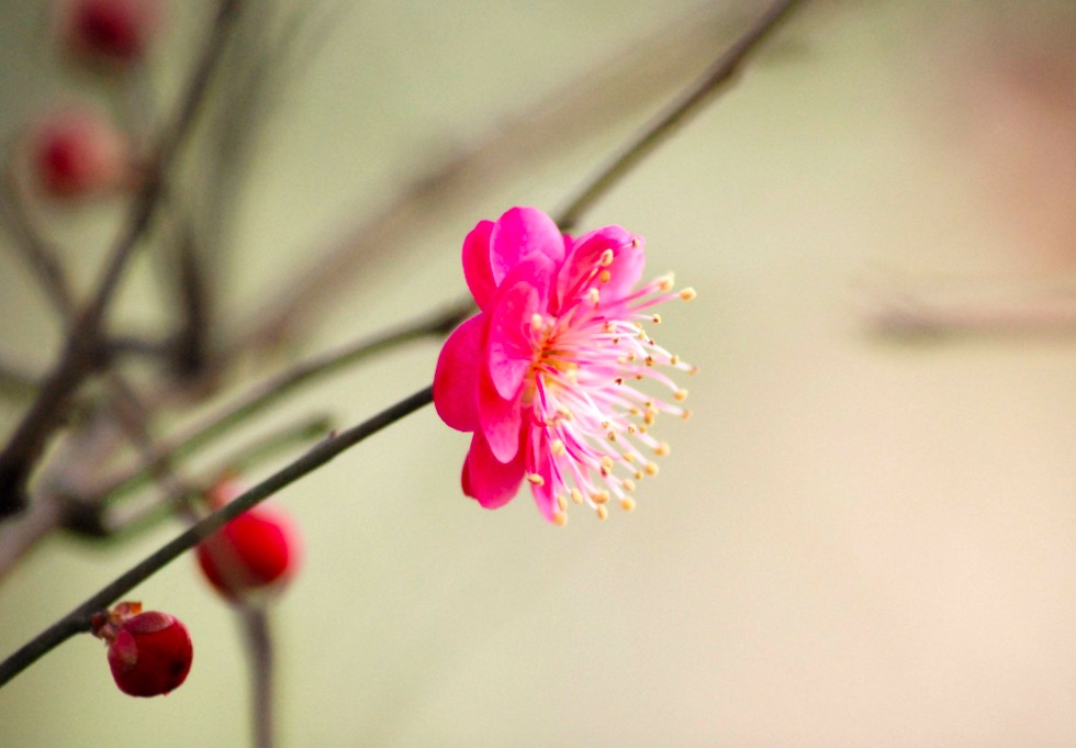 卜算子咏梅苏轼运用了什么手法,卜算子咏梅苏轼原文及翻译注释