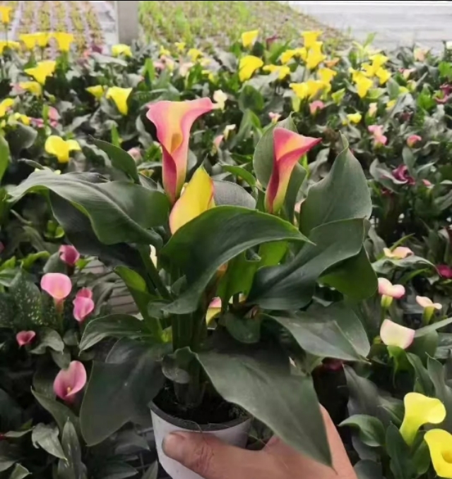 马蹄莲夏季怎么养才能开花快,马蹄莲怎样养才能爆花