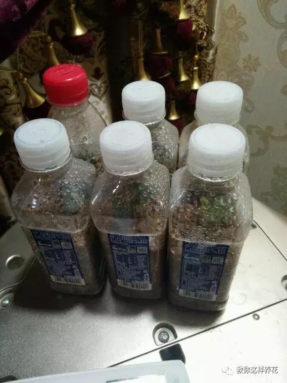 塑料瓶扔了就是扔钱！用来养花就是宝贝，看到了快捡！