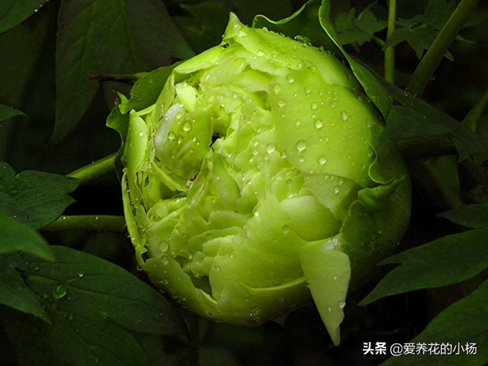 豆绿牡丹品种,好看的观赏牡丹品种