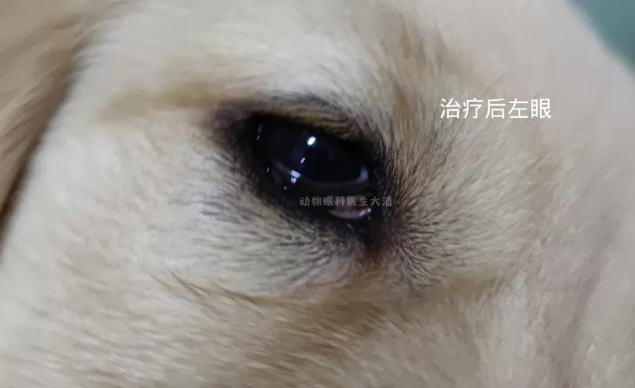 金毛化脓性结膜炎,金毛犬有眼角炎怎么办