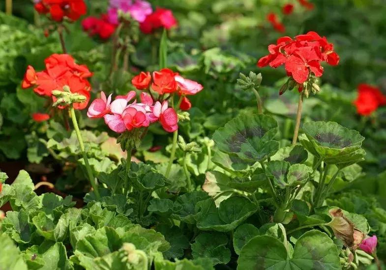 适合室内养的50种植物驱蚊,适合家里养的驱蚊的植物