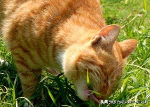 猫咪呕吐不吃饭没精神吃什么药,猫咪呕吐黄色的液体是怎么回事