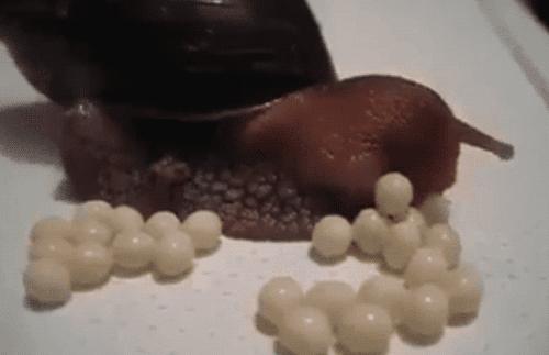 在美国泛滥成灾的非洲大蜗牛，吃货们对它们也无从下手