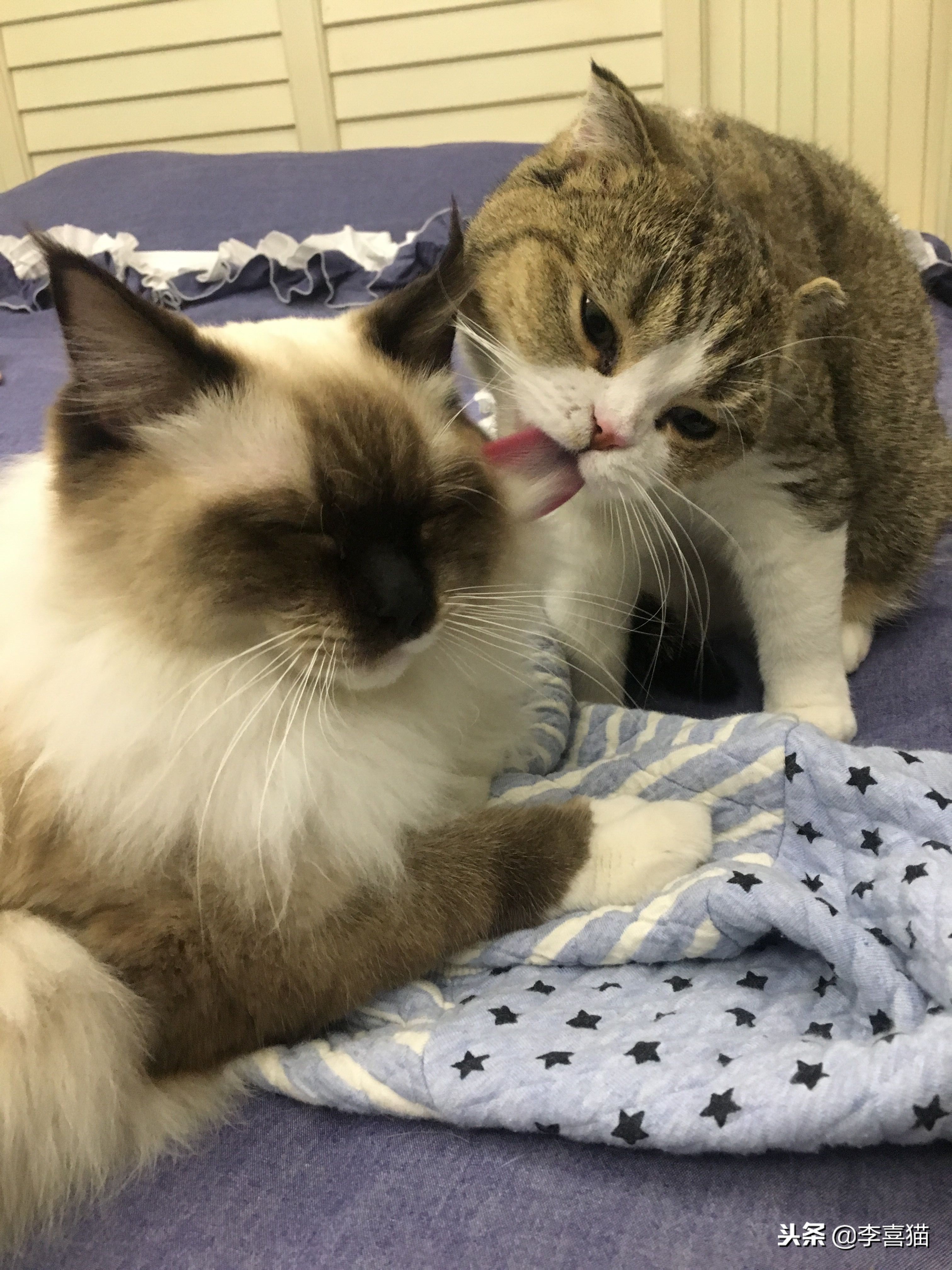 假如猫咪会说话永劫无间,猫咪铲屎官要知道的知识