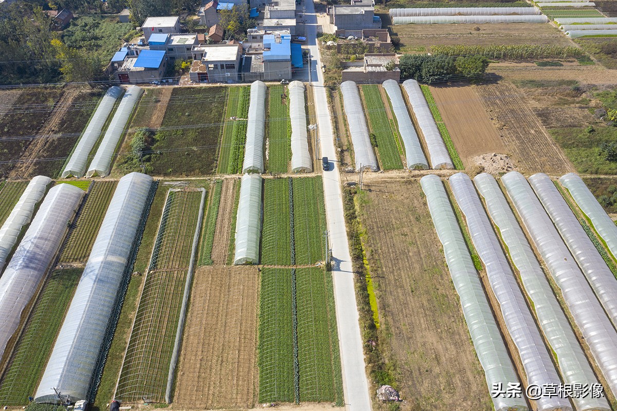 蒜苗产量一亩有多少利润,假蒜苗长什么样子