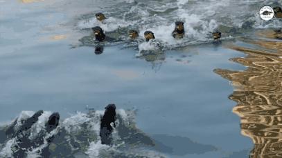 新加坡打架最惨烈的一次,新加坡出租车司机种族冲突