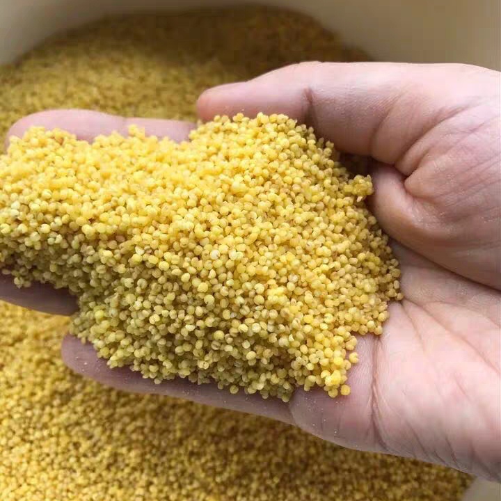 如何自己制作鹦鹉吃的蛋小米,在家如何给鹦鹉做蛋小米