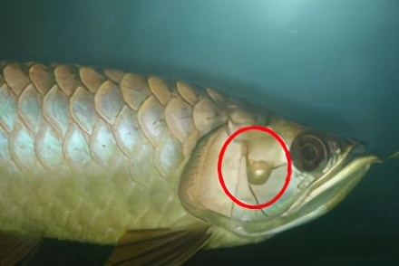 龙鱼疾病治疗视频,龙鱼常见病100种