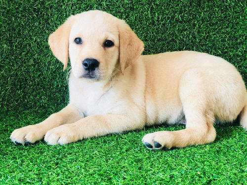 拉布拉多养狗注意事项和禁忌,拉布拉多幼犬不建议散养