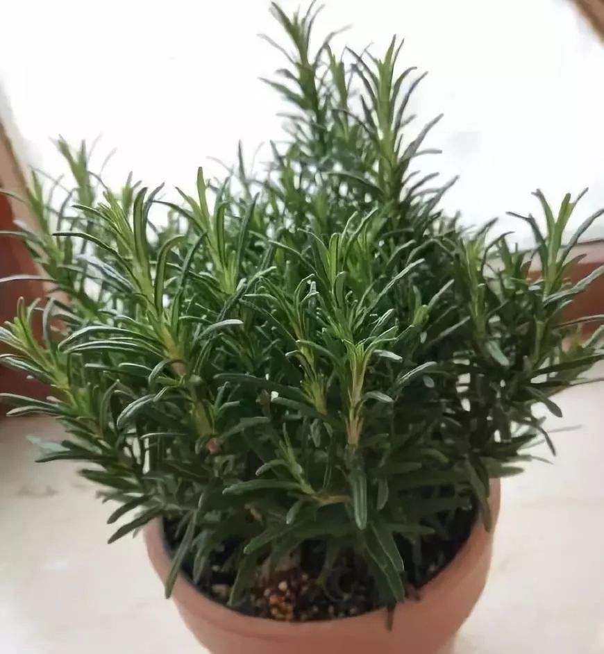 室内芳香最好养的植物,室内好养开花又香的植物
