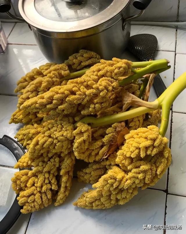 一树桔子被别人摘完了,一树桔