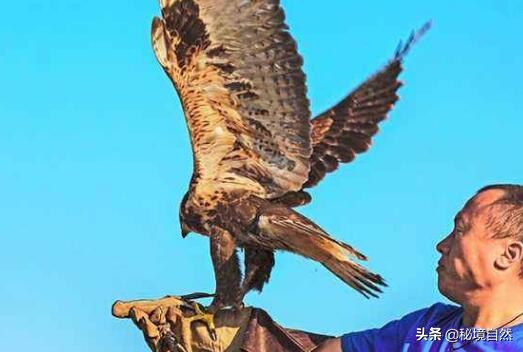 熬鹰是什么意思，最残忍的驯化方式，人与猎鹰都不睡觉意志对抗