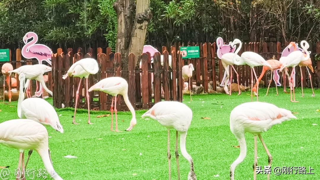 上海野生动物园攻略，一个适合亲子游玩的地方