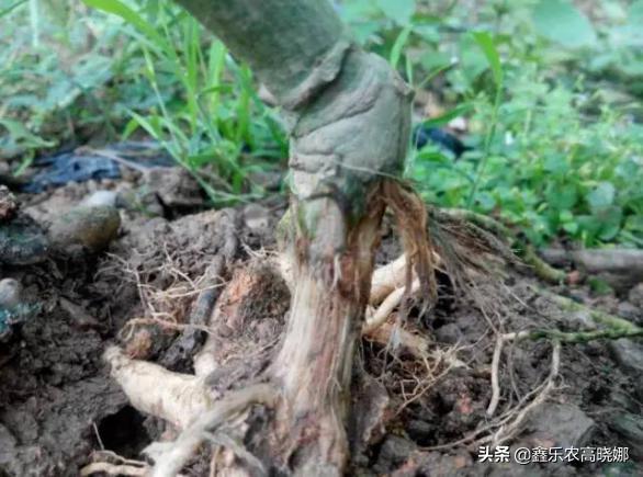 怎样防治百香果根腐病,百香果茎基腐烂防治方法