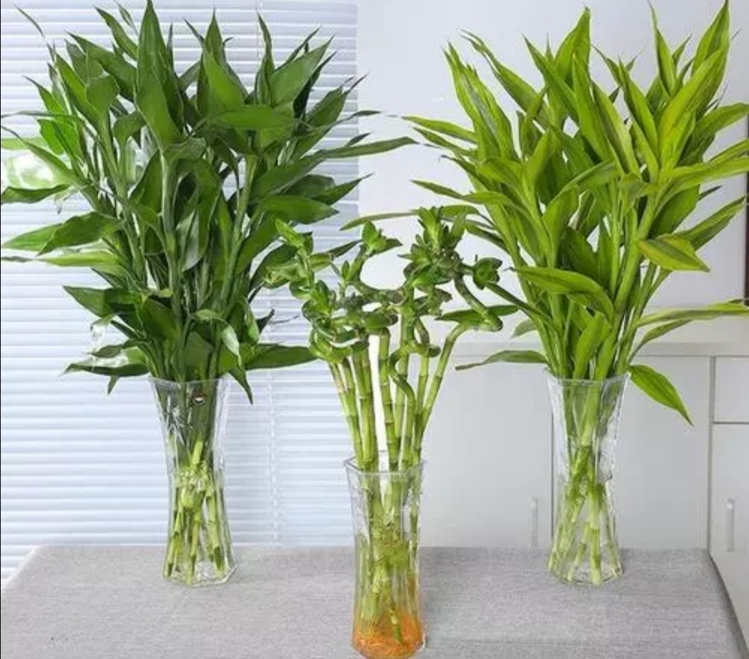 富贵竹不长新叶子怎么办,富贵竹怎么养才能快速长出来