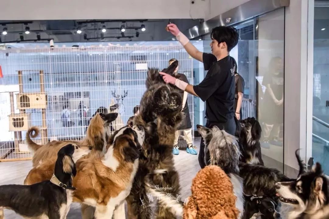 2019宠物排名,2022宠物排行榜