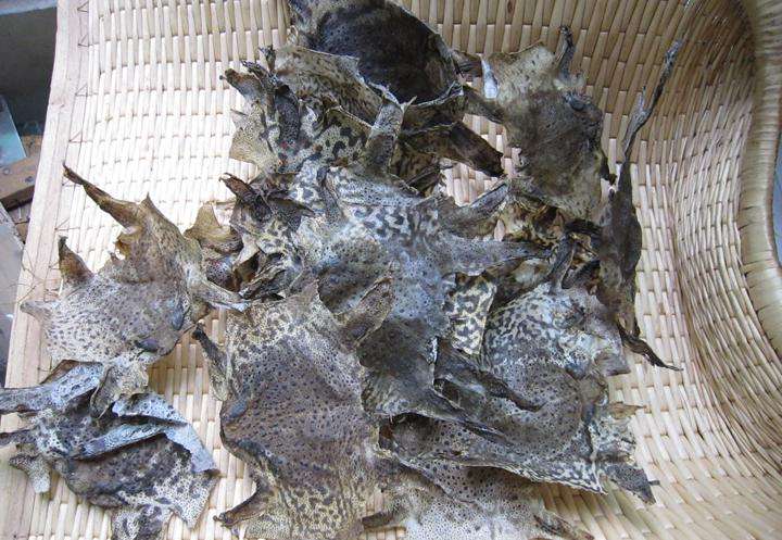 被民间认为是“五毒”之一，外皮价值高，现仅靠养殖才能供应