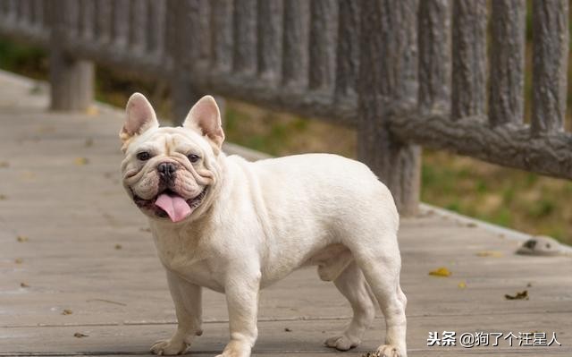 关于法国斗牛犬你不知道的5件事,法国斗牛犬注意事项