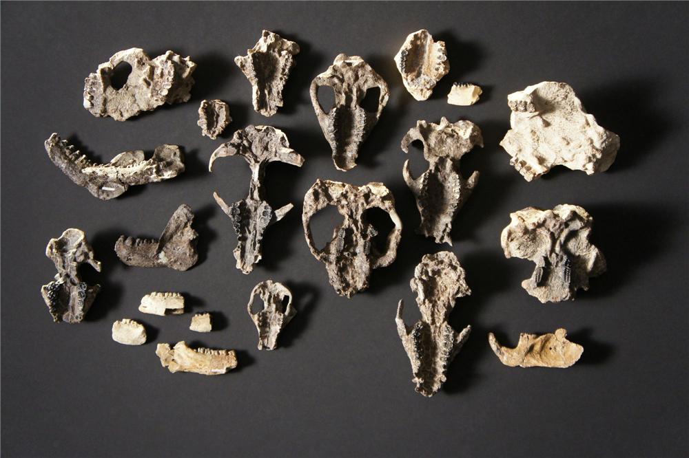 一只恐龙寿命有多长,恐龙曾经统治过这个世界多少年