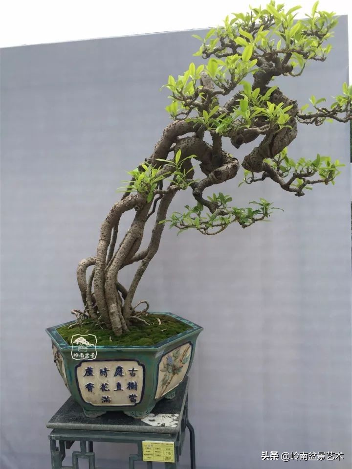 杂木盆景也毫不逊色,杂木盆景值钱吗