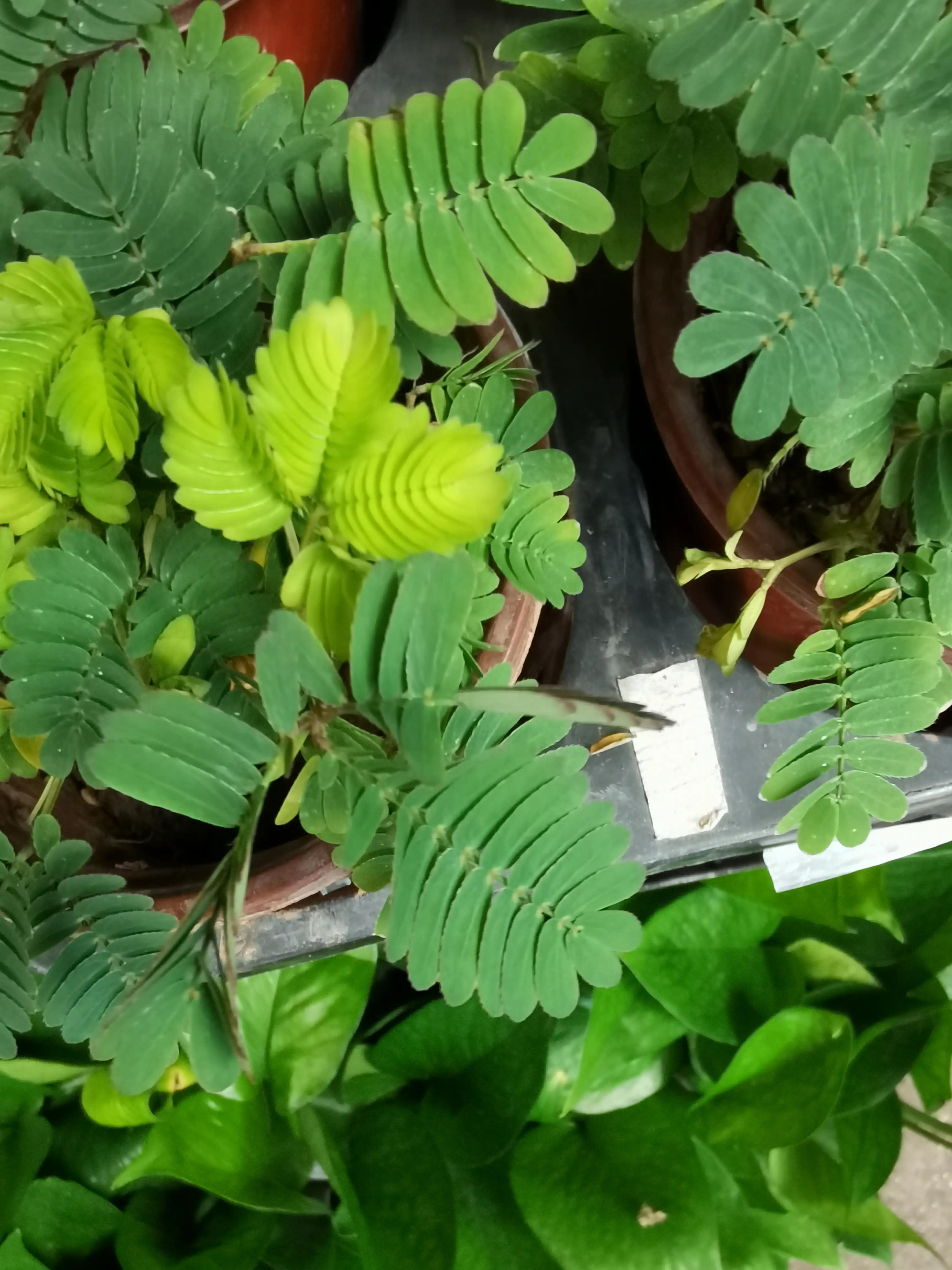 沈阳花卉市场搬哪去了,沈阳花卉市场批发各种绿植