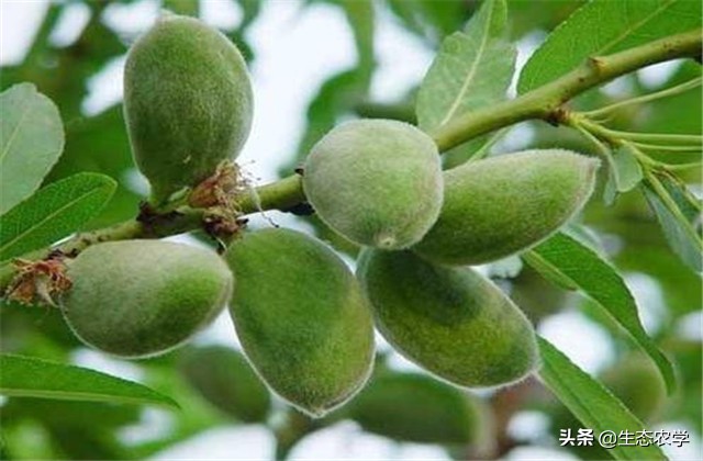 扁桃种植技术和管理,扁桃种植基地