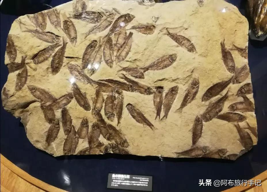 名古屋隐藏美食,日本名古屋有什么好吃的