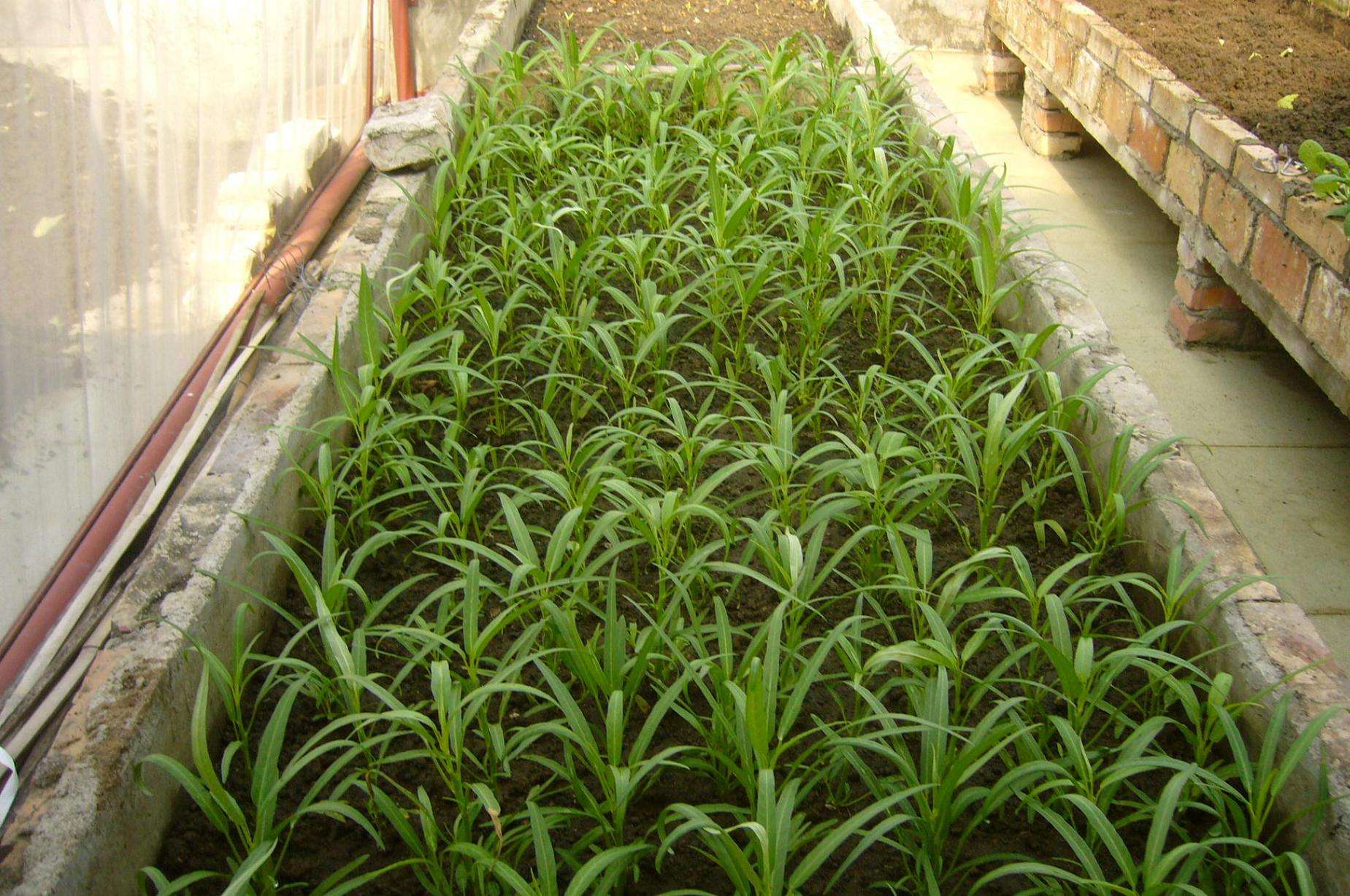 空心菜会生什么病有什么防治措施,空心菜茎腐病的防治