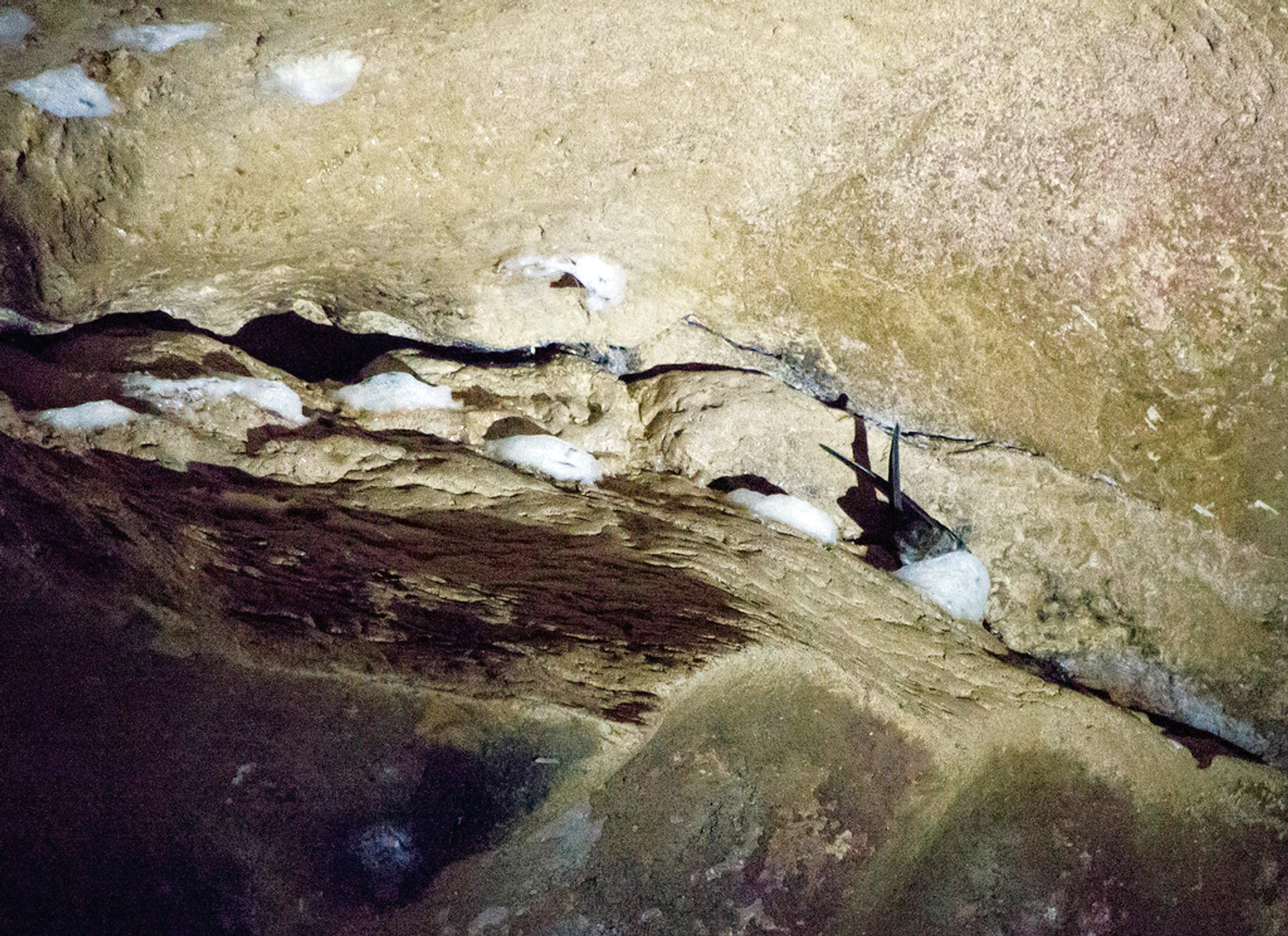 都是燕窝惹的祸?爪哇金丝燕:飞得快不如被团灭快