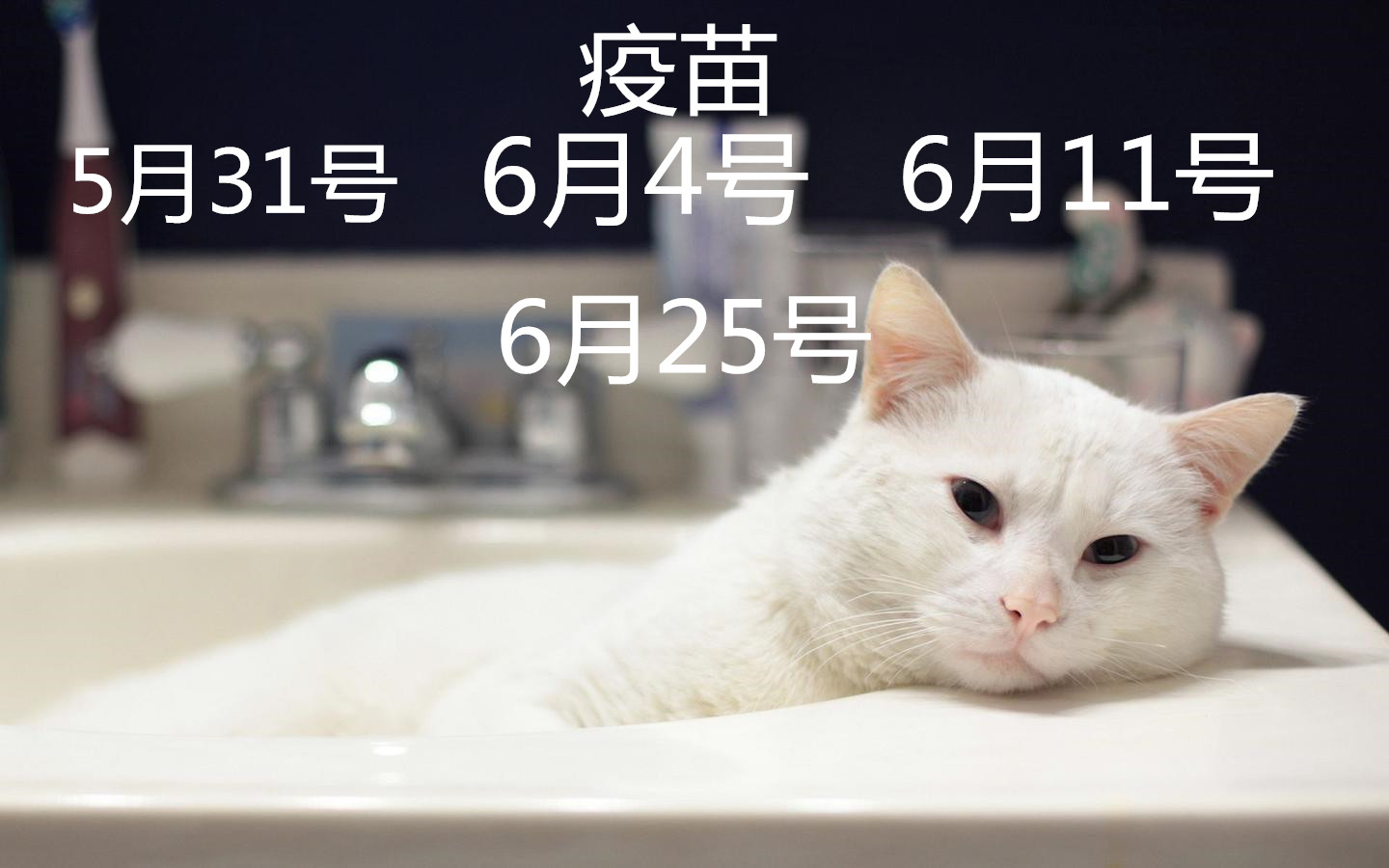 辟谣狗狗,狗狗辟谣