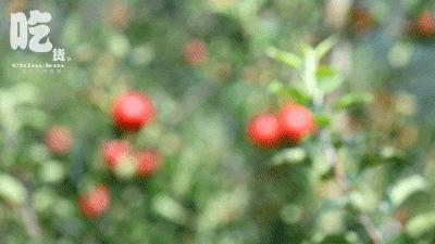 自驾29分钟到，昆明边大片红将军成熟可摘，1口糖心甜蜜又多汁